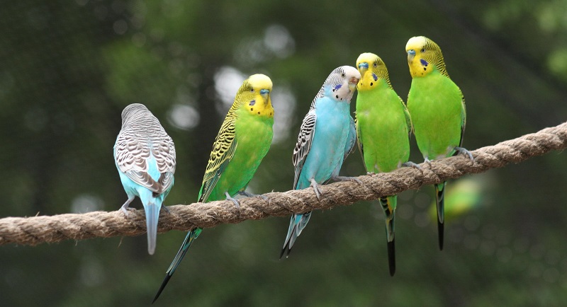 Как изглежда вълнообразен папагал?