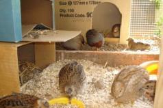 Breeding quails at home - tips for beginners