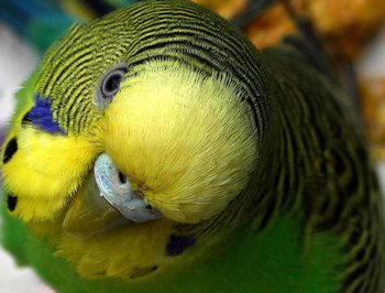 Which parrots learn to speak best: types of talking parrots