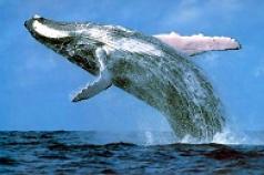 Большие синие киты Почему у тебя такой большой рот