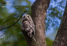 Pasăre cenușie gigant (de pădure): descriere cu fotografii și videoclipuri, de ce pasărea a fost numită așa