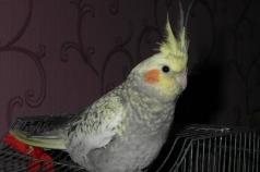 Why does the cockatiel parrot bite?
