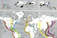 Как происходит миграция птиц?