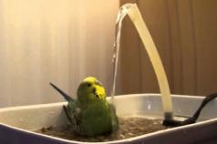 Baia de budgerigar: unde și cum să-ți faci baie papagalului