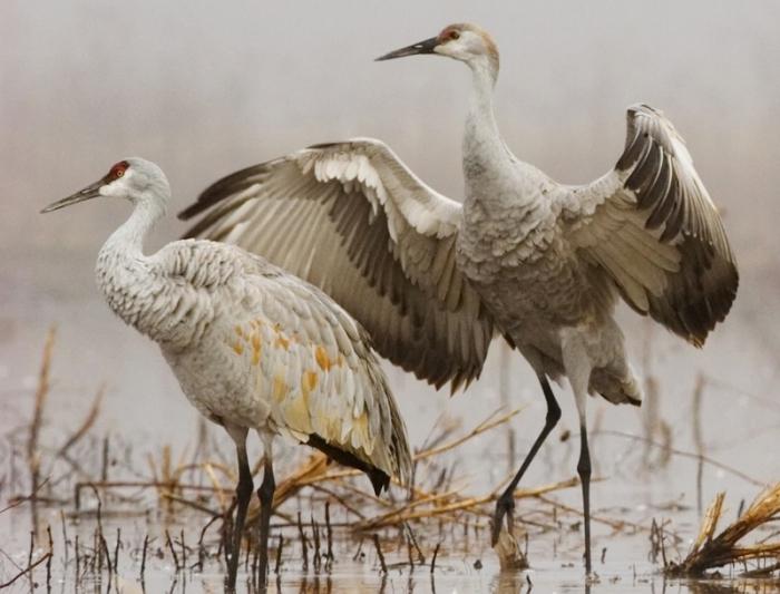 چه پرنده هایی برای زمستان در روسیه باقی مانده اند