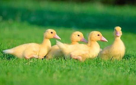 پرورش و پرورش اردک در خانه برای مبتدیان