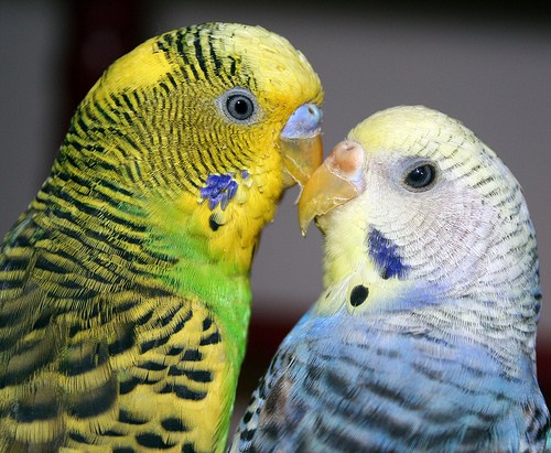 Как да разберете, че женски папагал е бременна