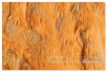 How to dye fox fur at home - the nuances of technology