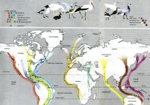 Как происходит миграция птиц?