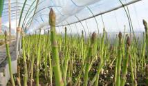 Proper cultivation and care of asparagus in the open ground