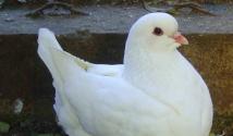 Мясные голуби: породы голубей для употребления в пищу