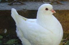 Meat pigeons: breeds of pigeons for food