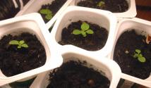 4 steps to good petunia seedlings