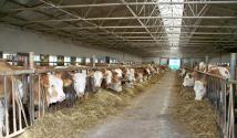 Livestock business plan or How to organize your own farm?