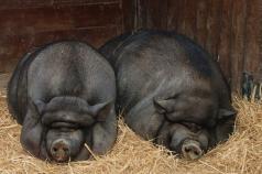 Vietnamese fold pig - advantages of the breed and characteristics of cultivation